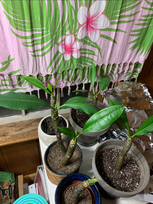 Plumeria 101 - Caring for Hawaiian Plumeria when you're not in Hawaii