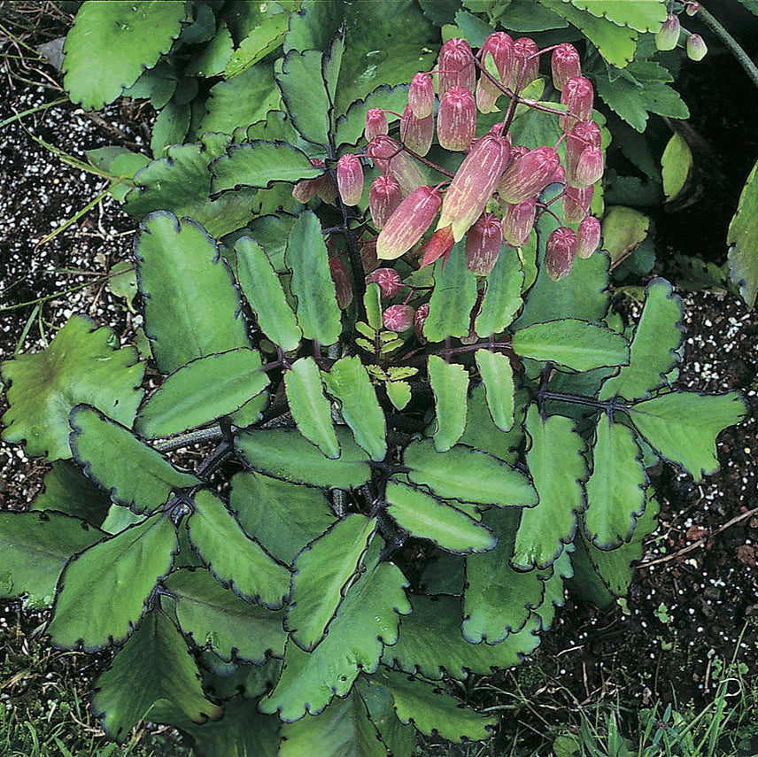 Green succulent plant with pinkish-purple flowers on a natural background