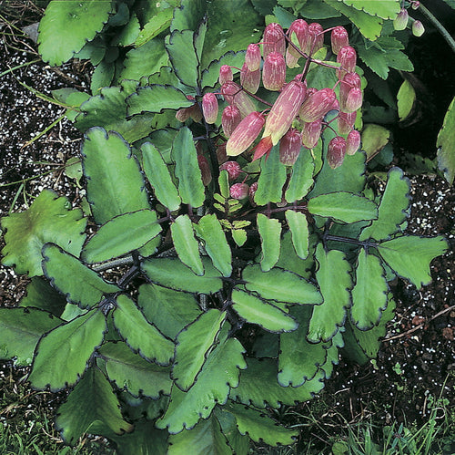 Green succulent plant with pinkish-purple flowers on a natural background
