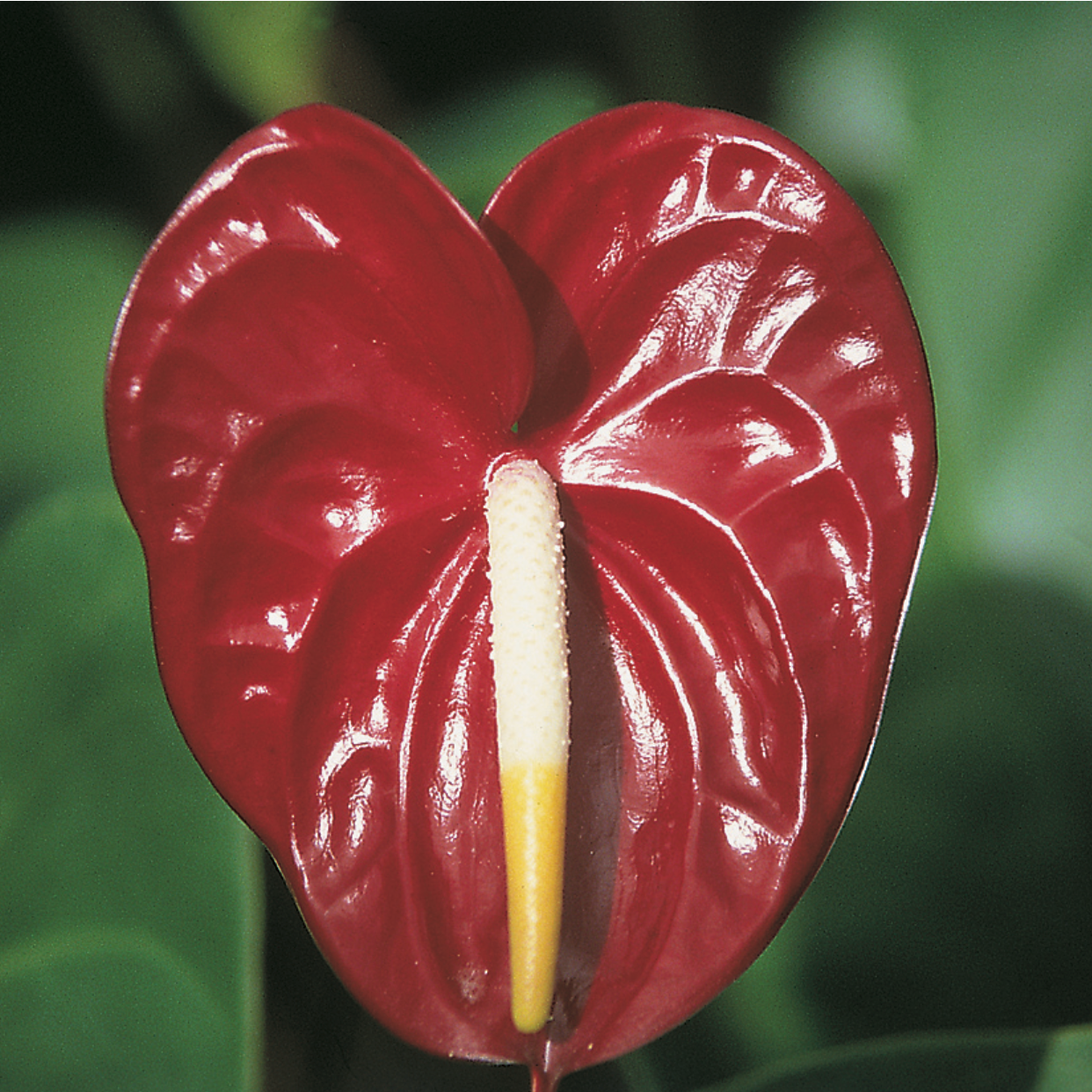 hawaii anthurium plants Anthurium Plant – Tropical Flamingo Flower for Indoors