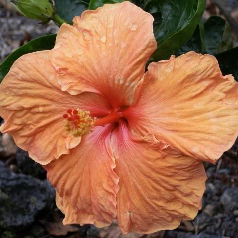 Close-up of a orange hibisucs flower with green leaves in the background