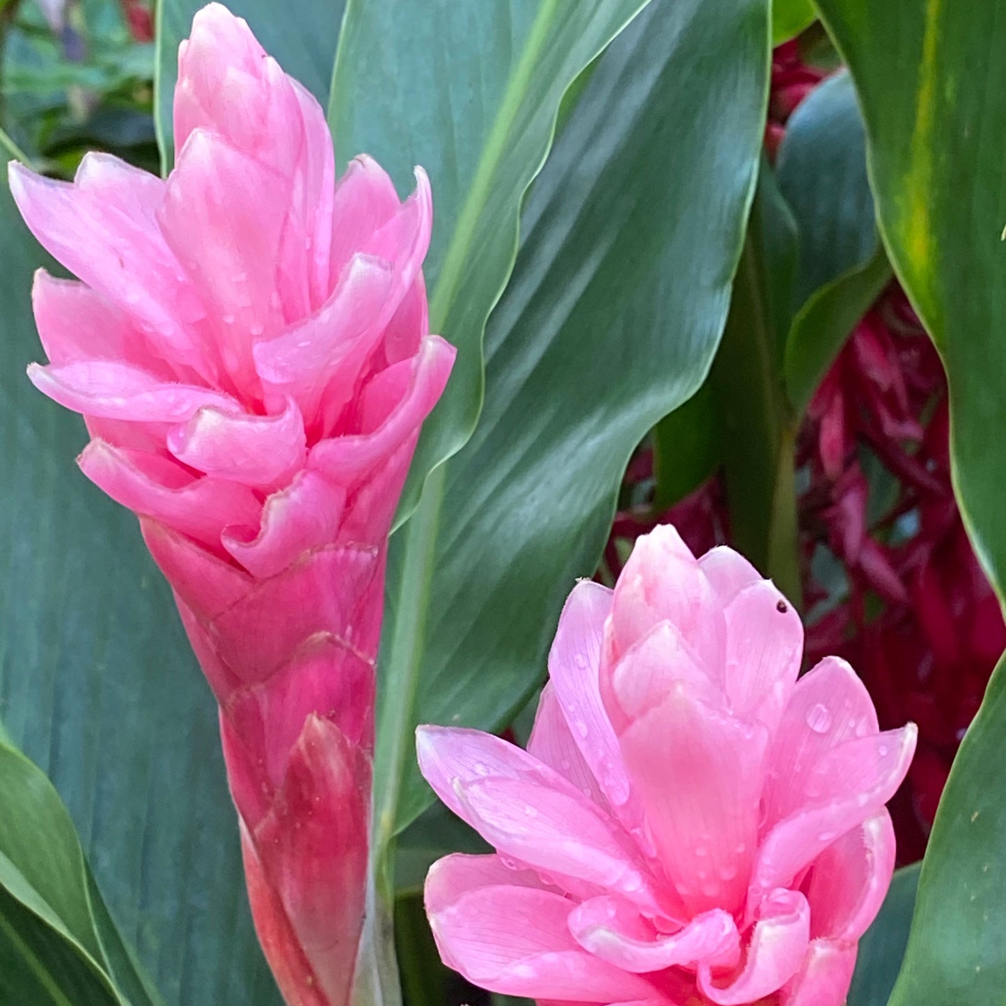 Close-up of pink ginger flowers with green leaves
