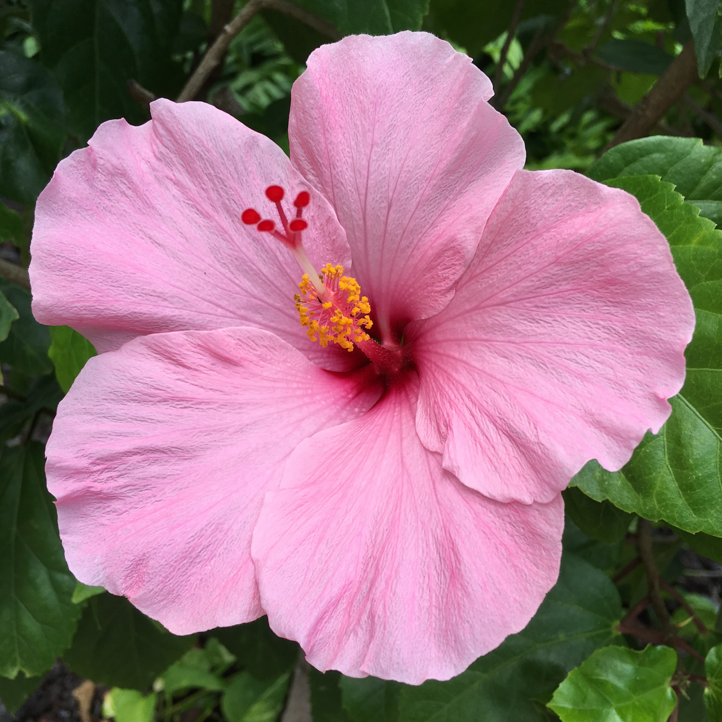 Pink hibiscus flower with green leaves in the background