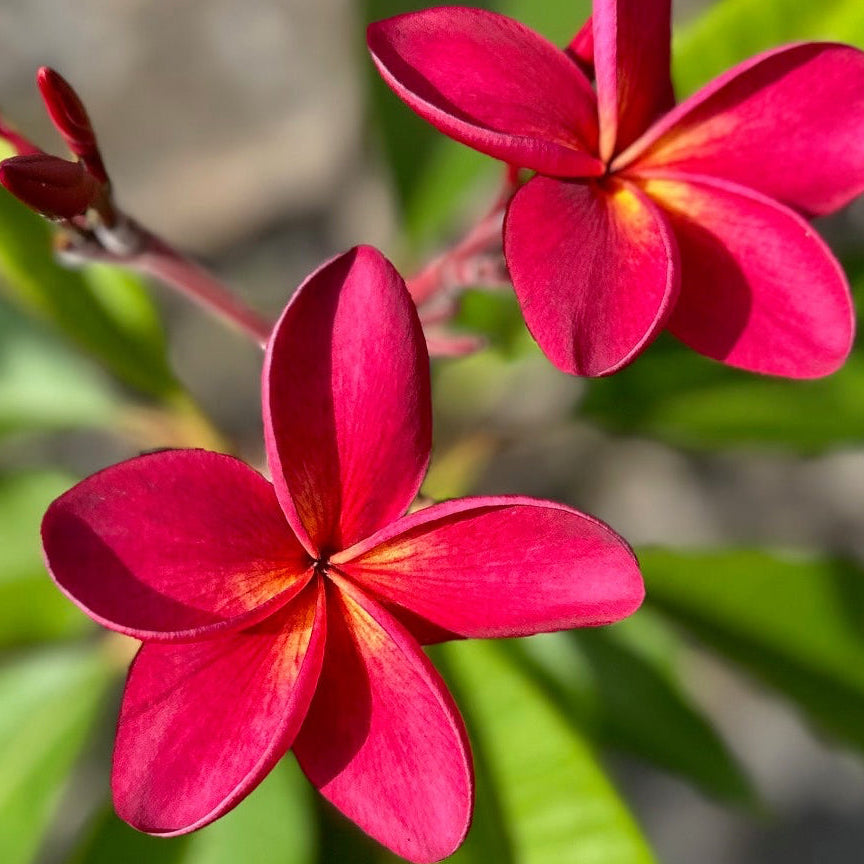 hawaiian plant plumeria Sunfire Kiss Plumeria – Rare Crimson-Red Hawaiian Variety