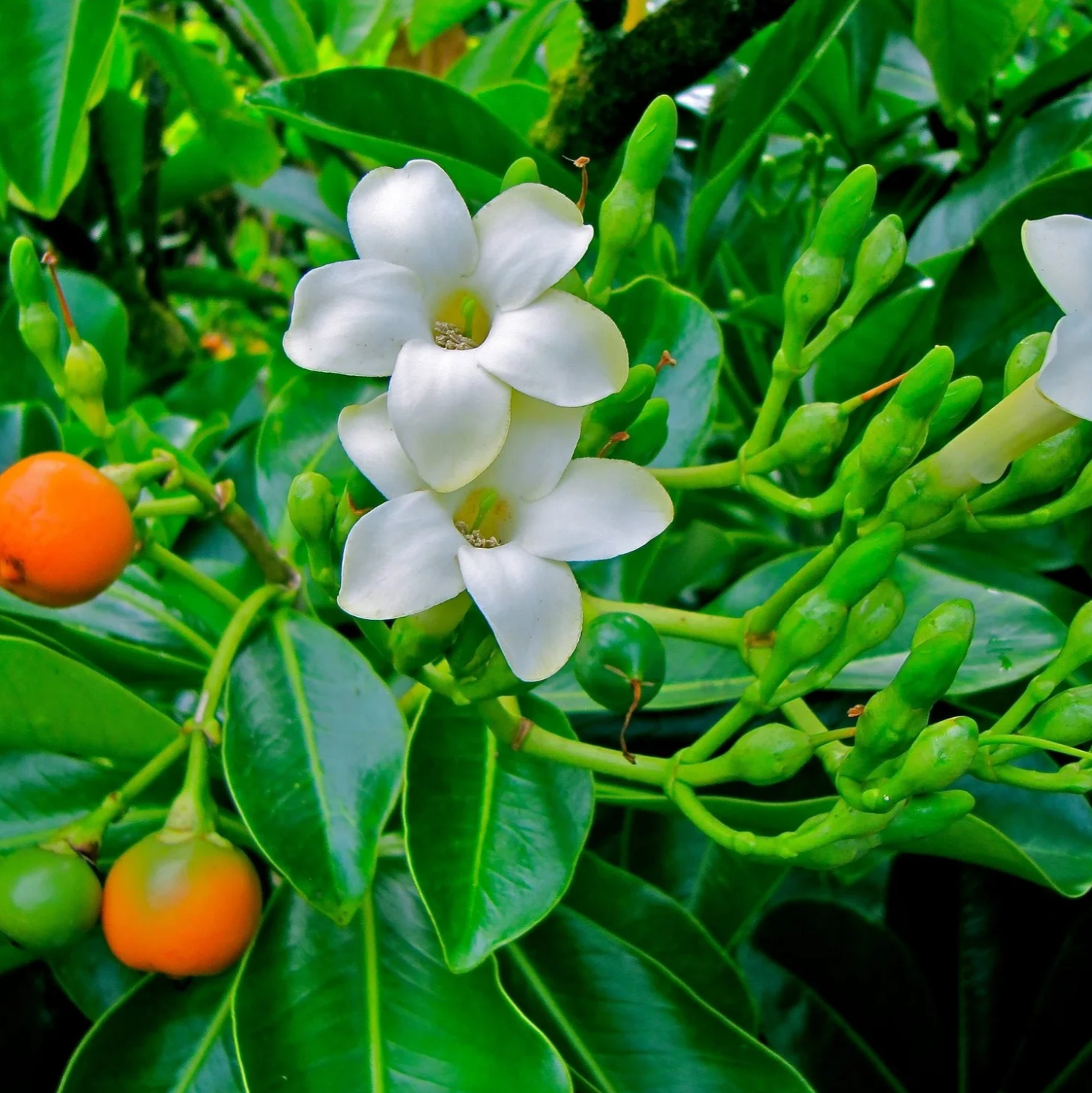 Pua Kenikeni Plant (Fagraea berteroana) – Fragrant Hawaiian Bloom – Kanoa  Hawaii