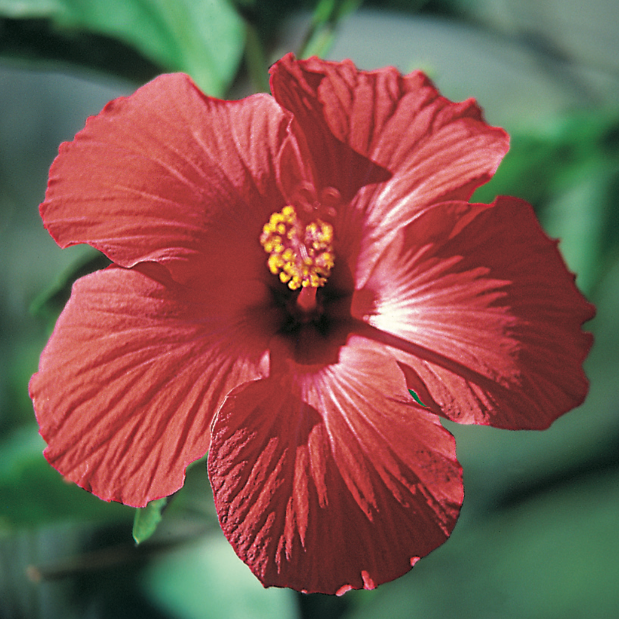 Close-up of a red hibiscus flower with a blurred green background