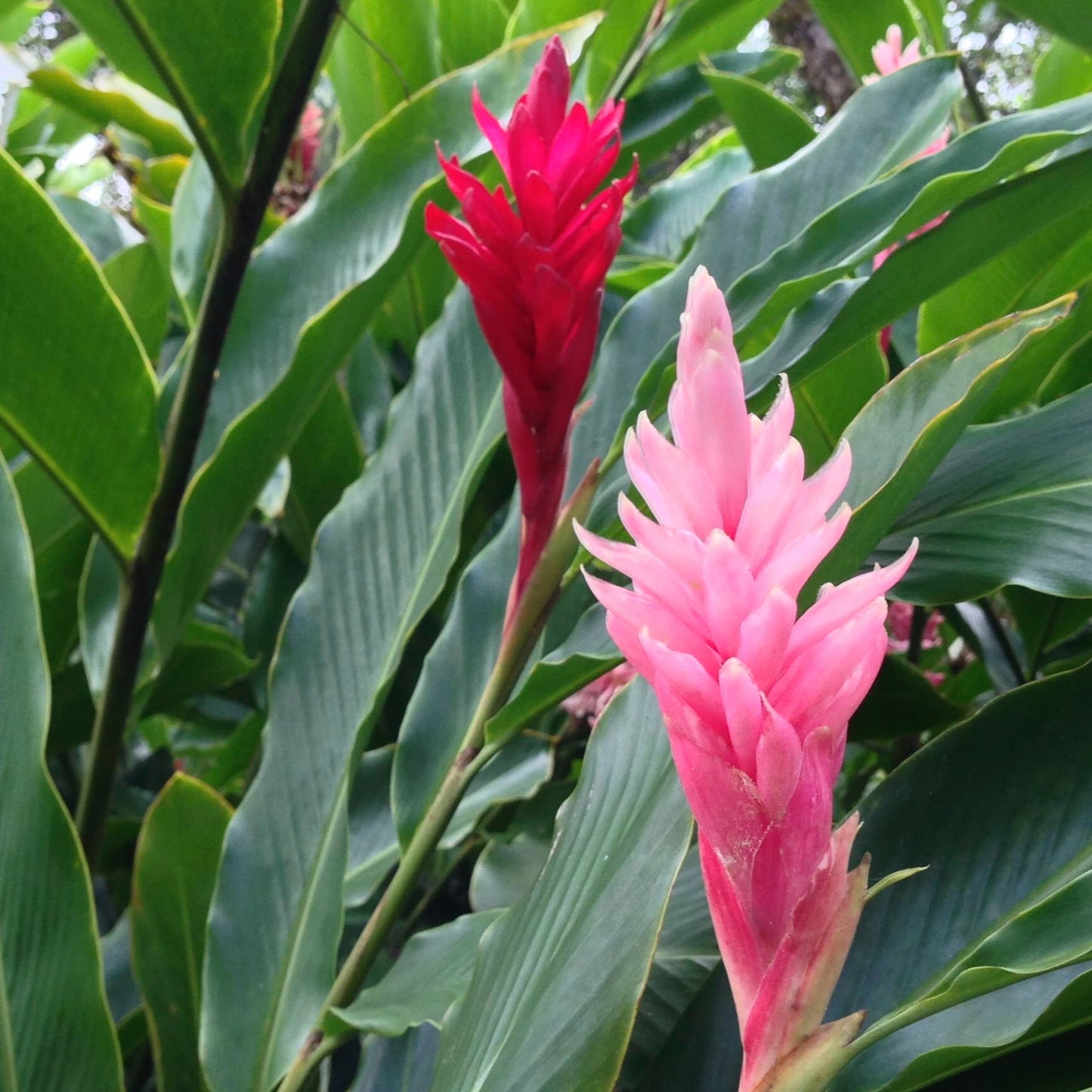 Pink ginger flowers among green leaves