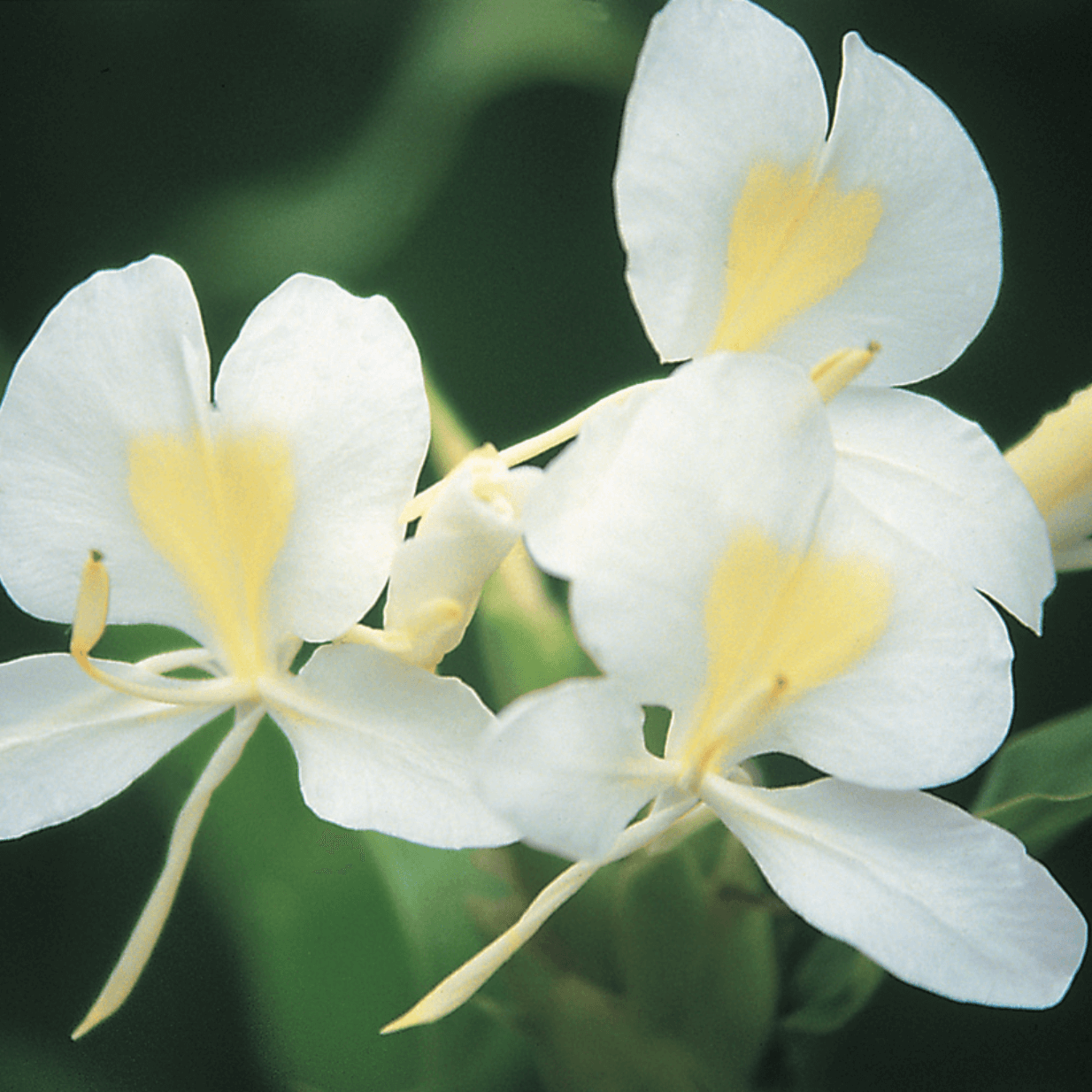 Close-up of white ginger flowers with yellow centers on a dark background