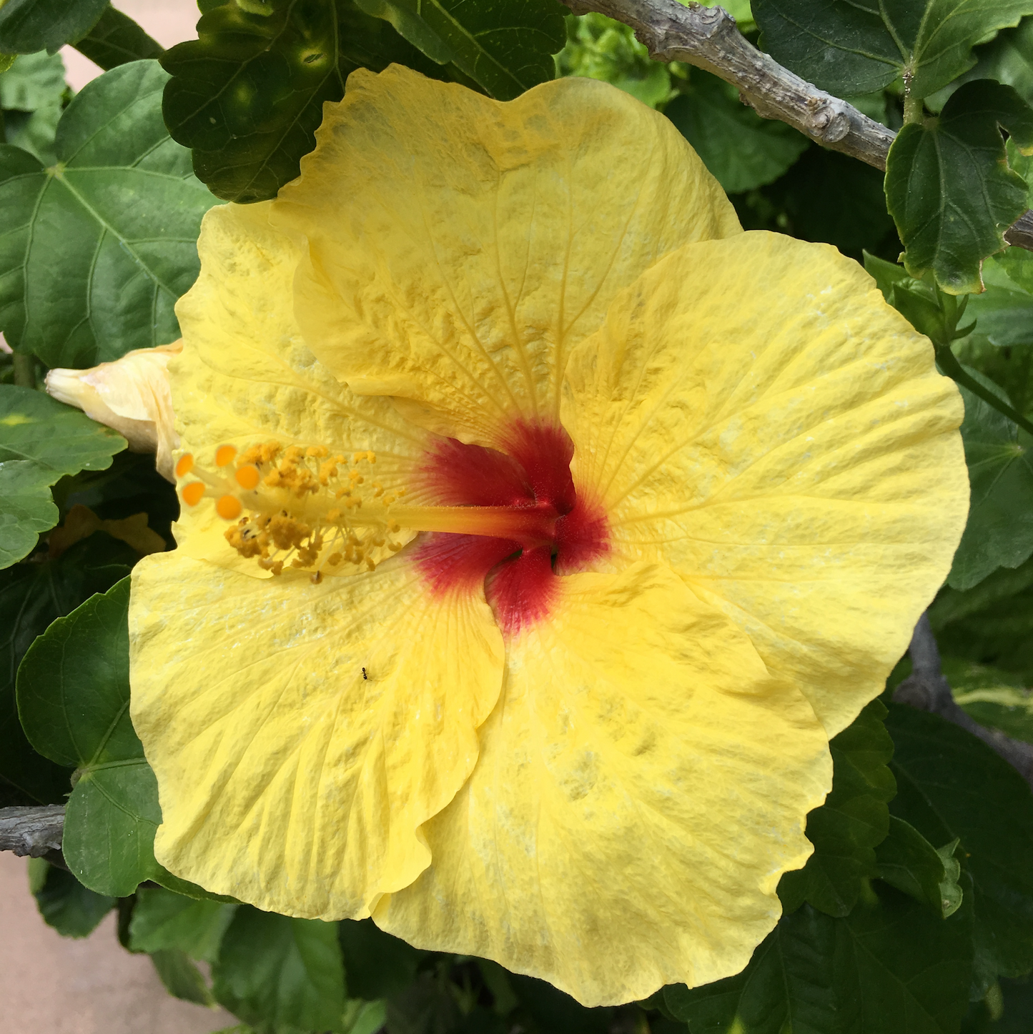 Yellow hibiscus flower with a red center surrounded by green leaves