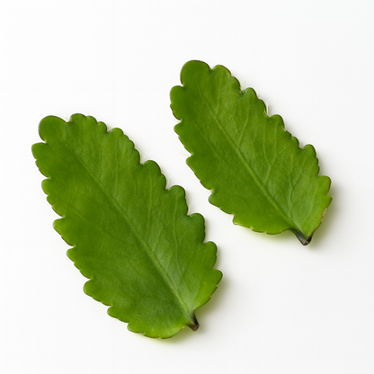 Air Leaves [Bryophyllum pinnatum]
