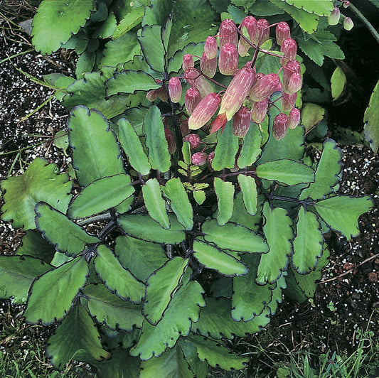 Green succulent plant with pinkish-purple flowers on a natural background