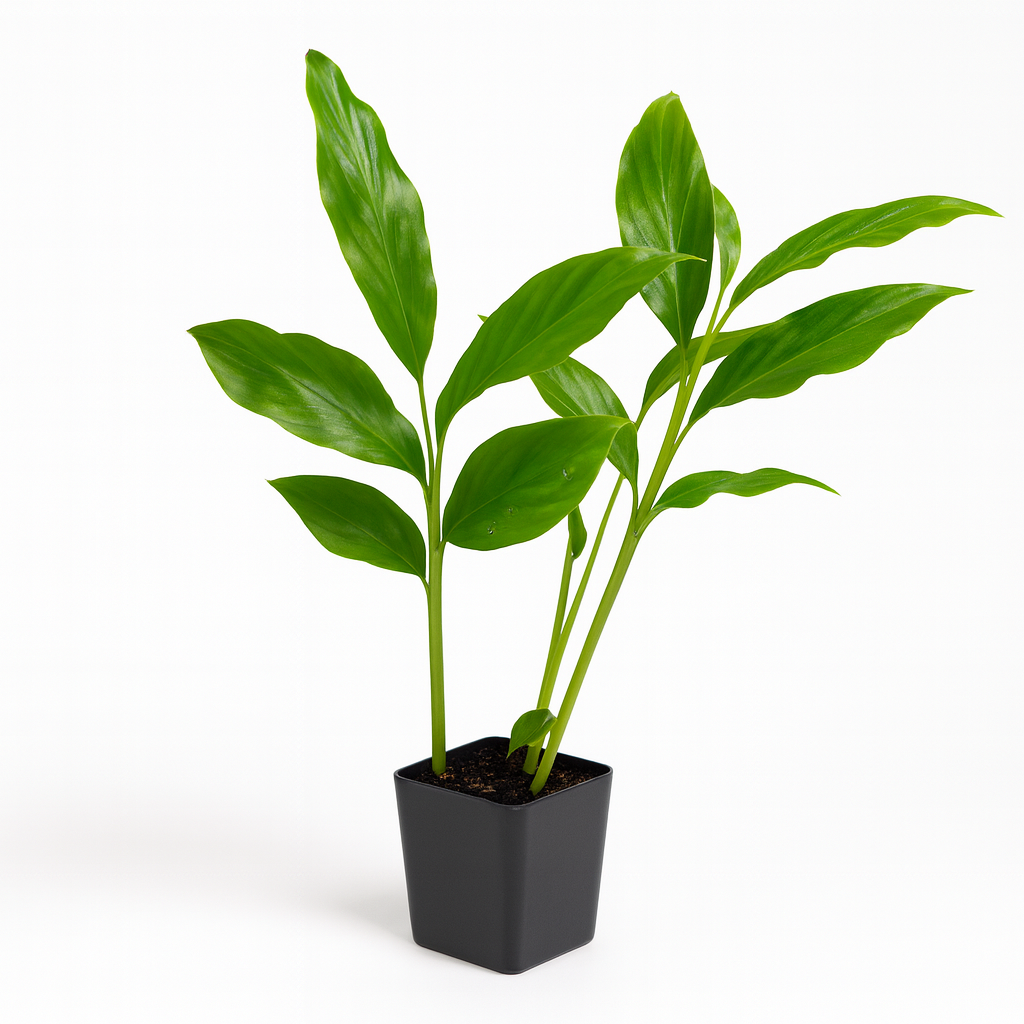 Pink or Red Ginger [Alpinia purpurata]