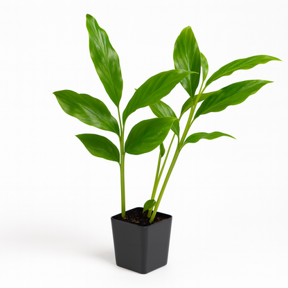 Pink or Red Ginger [Alpinia purpurata]