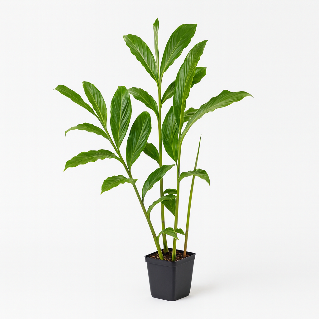 Pink or Red Ginger [Alpinia purpurata]