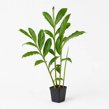 Pink or Red Ginger [Alpinia purpurata]