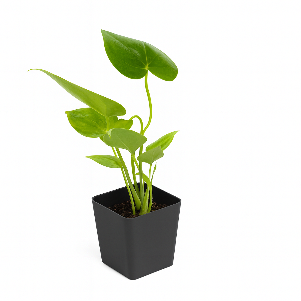 Anthurium [Anthurium spp.]