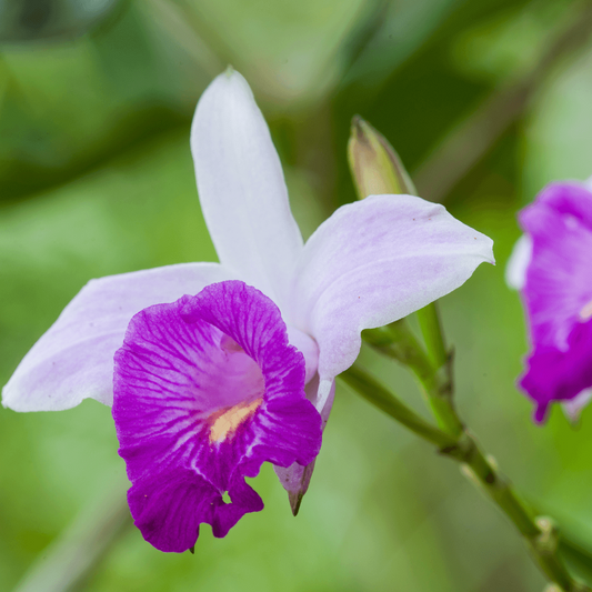 Close-up of a bamboo orchid flower with a blurred green background
