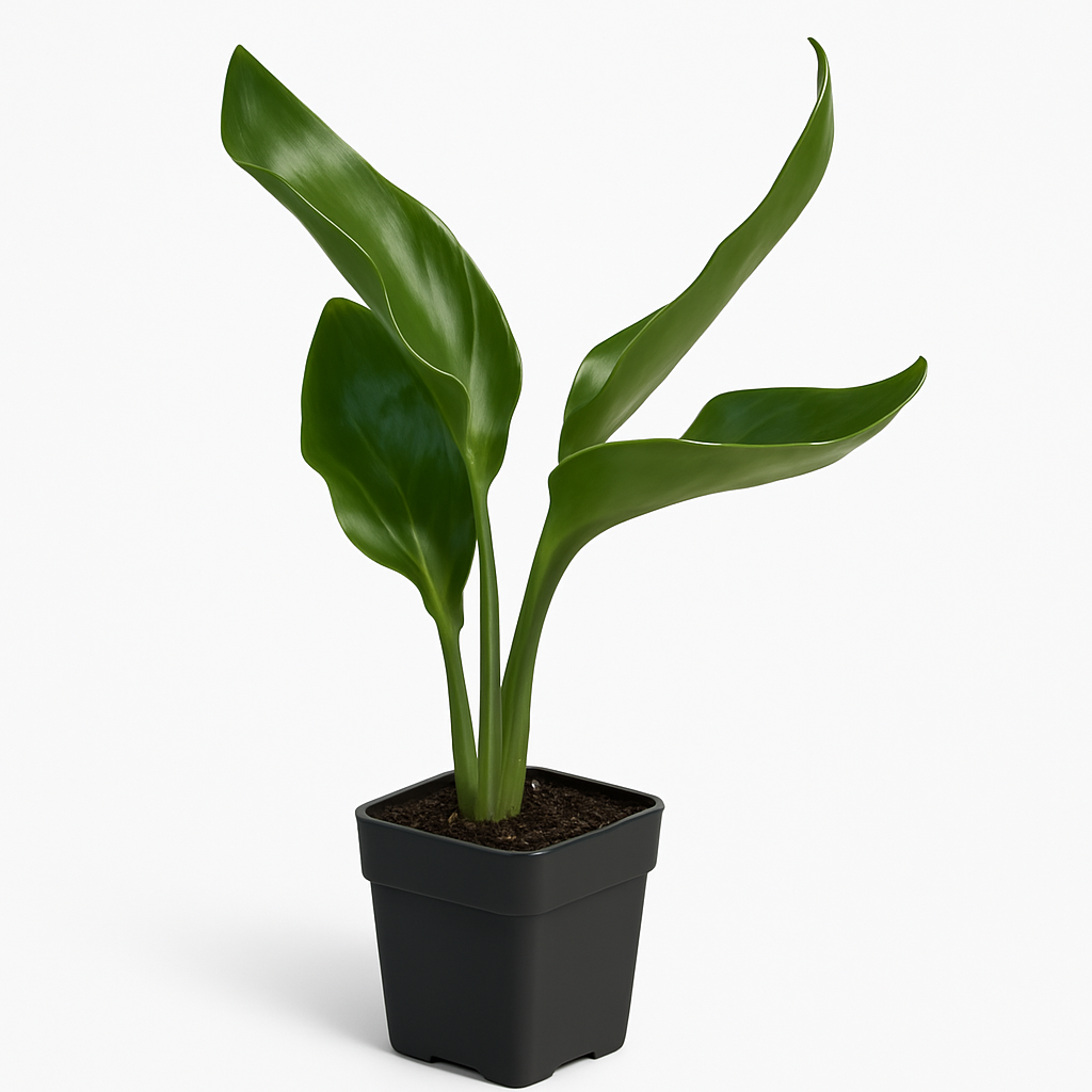 Bird of Paradise [Strelitzia reginae]