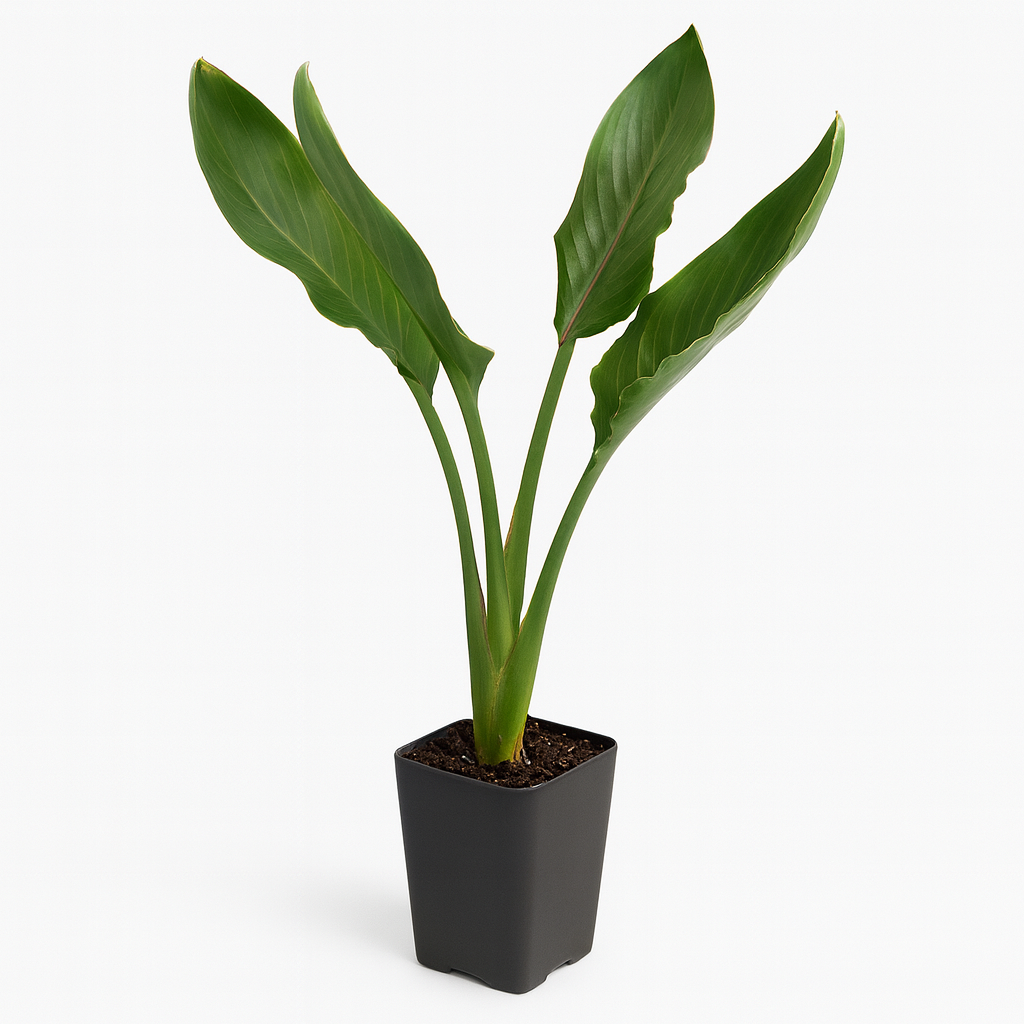 Bird of Paradise [Strelitzia reginae]