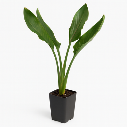 Bird of Paradise [Strelitzia reginae]