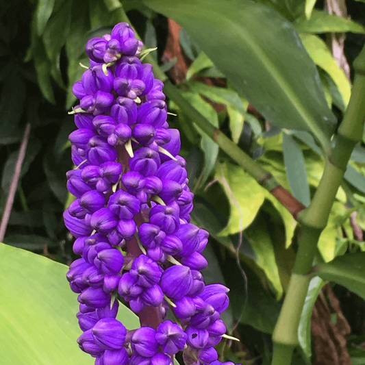 Purple flower cluster with green leaves in the background