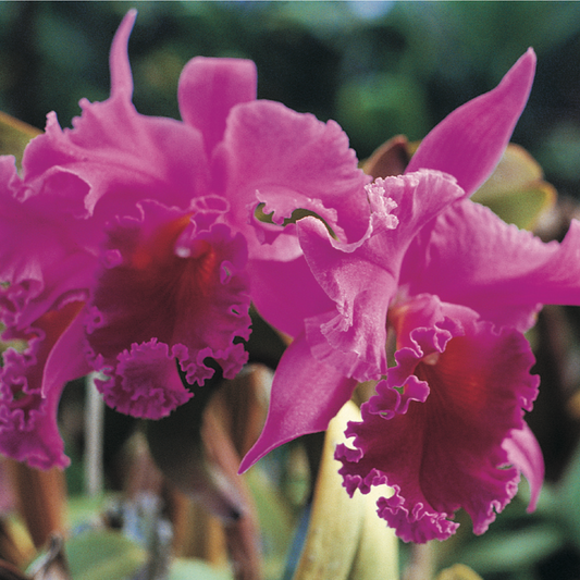 Cattleya Orchid [Cattleya spp.]