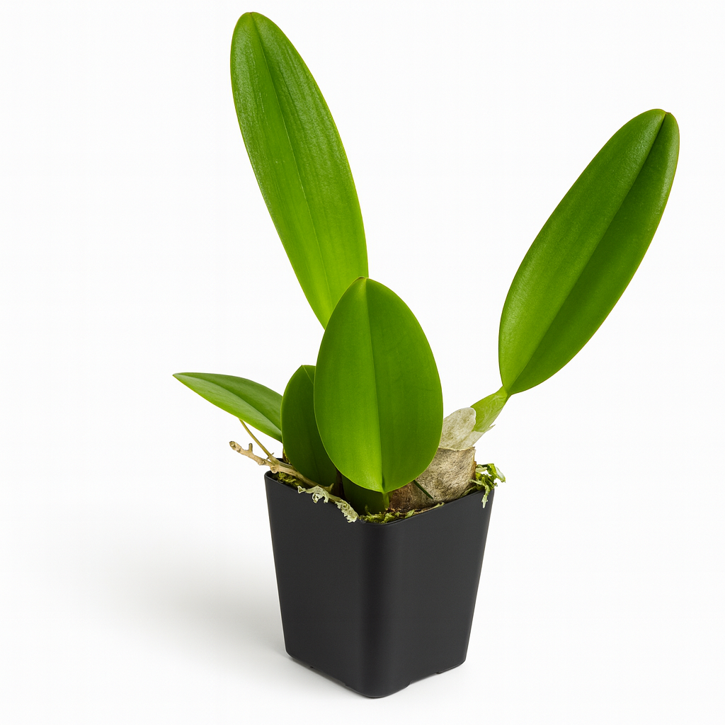 Cattleya Orchid [Cattleya spp.]