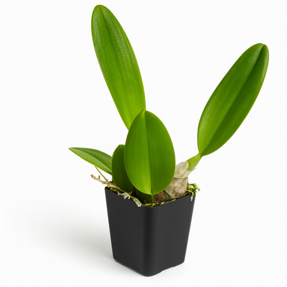 Cattleya Orchid [Cattleya spp.]