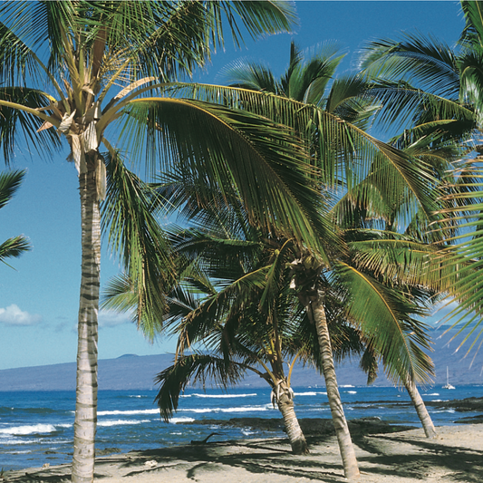 Coconut [Cocos nucifera]