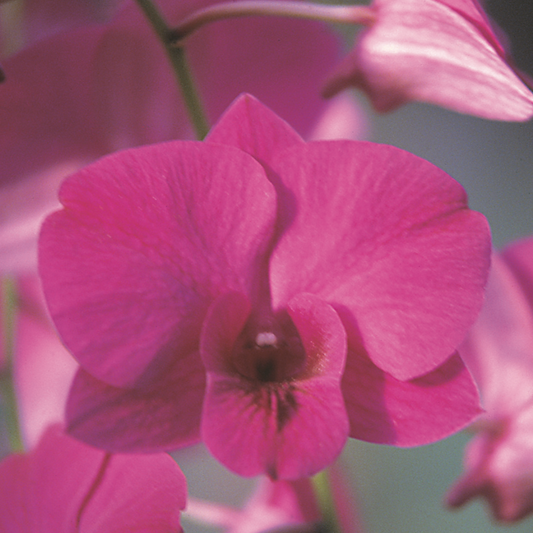 Close-up of a pink orchid flower with a blurred background