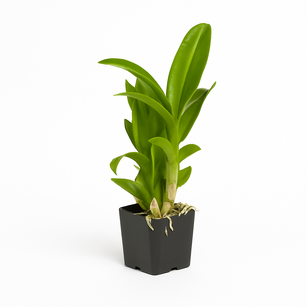 Dendrobium Orchid [Dendrobium spp.]