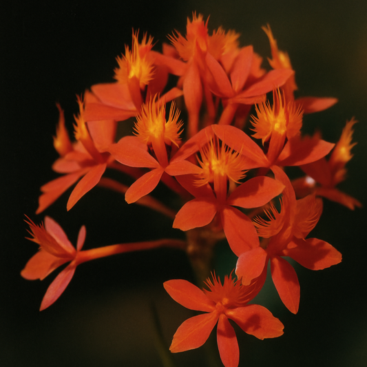 Close-up of bright orange orchids against a dark background
