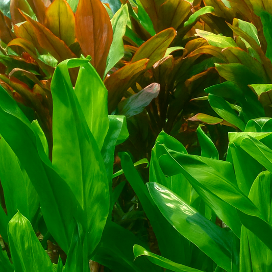 Close-up of green and red ti leaves with a blurred background
