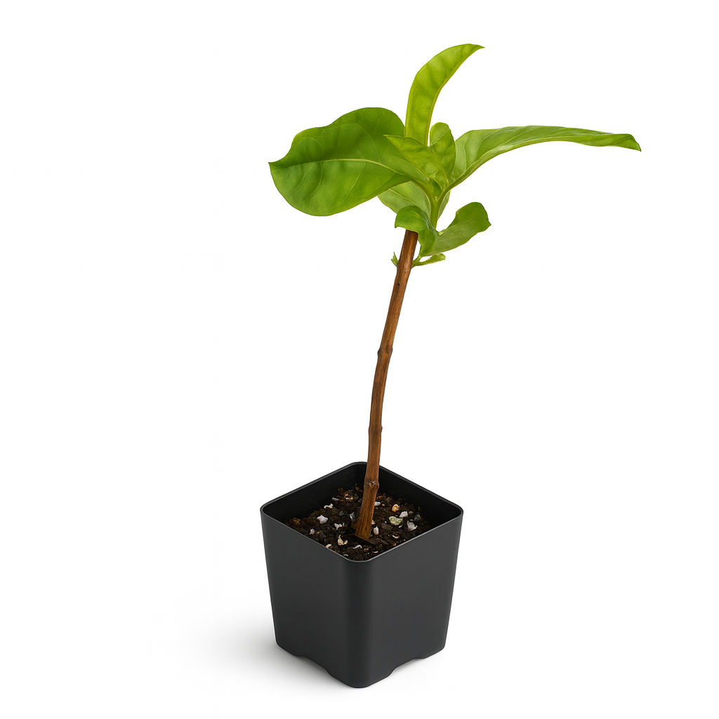 Guava [Psidium guajava]