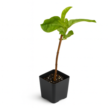Guava [Psidium guajava]