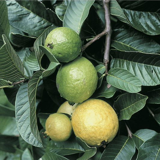 Green and yellow guava fruits on a branch with leaves