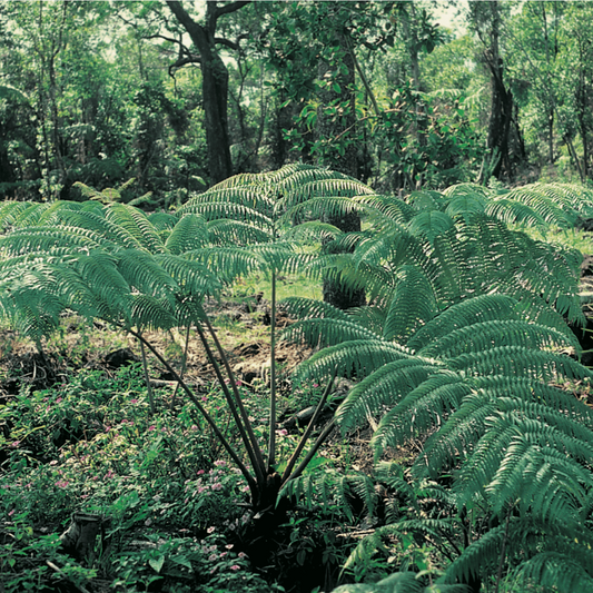 Green ferns and trees in a forest setting
