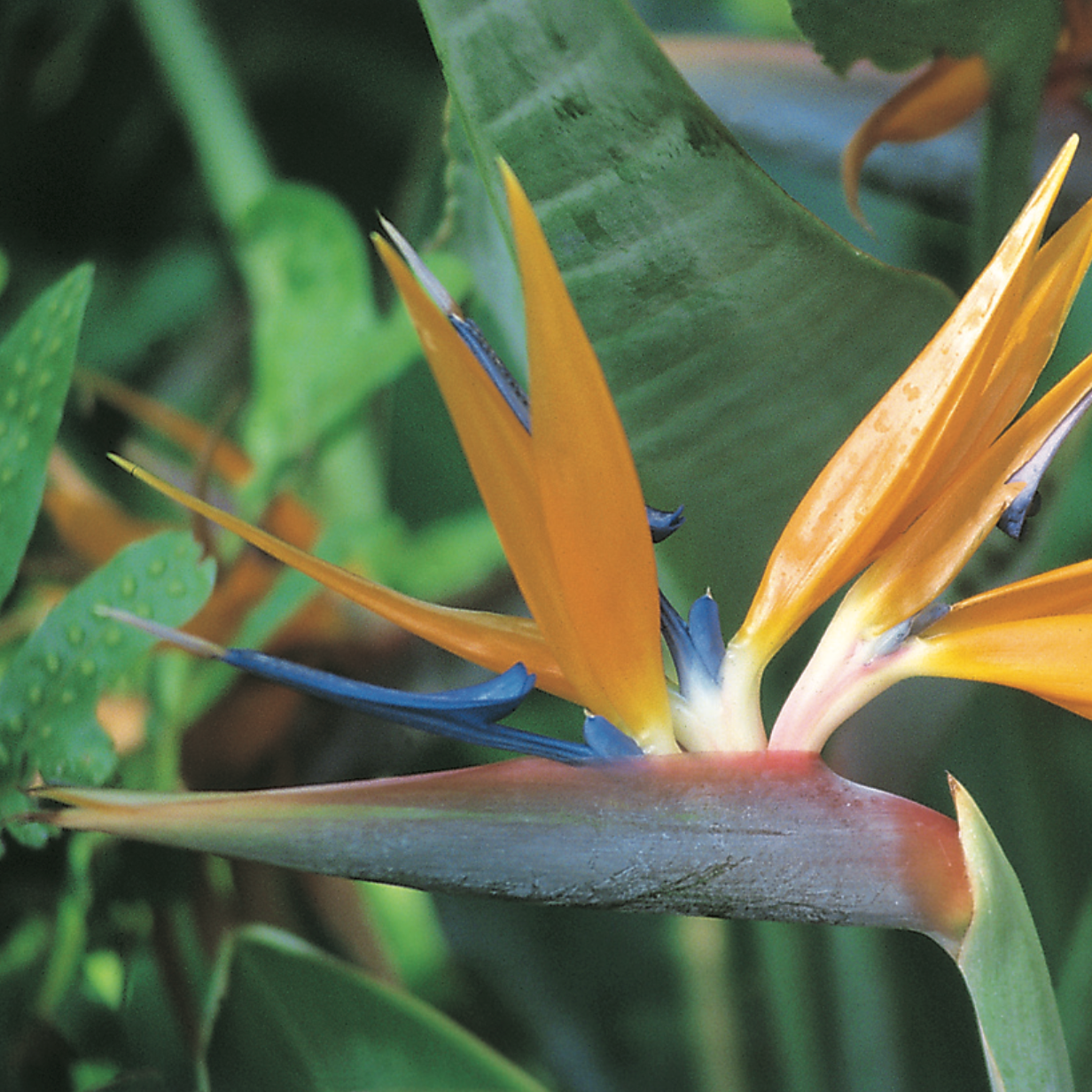 Bird of Paradise [Strelitzia reginae]