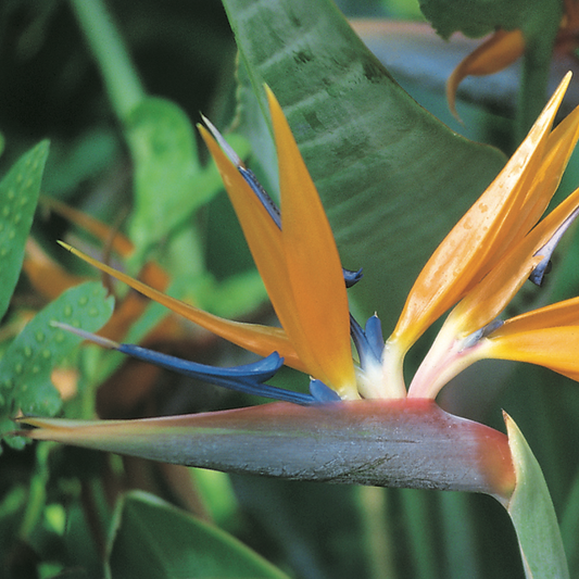 Bird of Paradise [Strelitzia reginae]