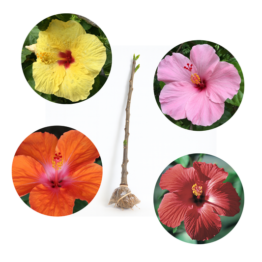 Hibiscus [Hibiscus spp.]