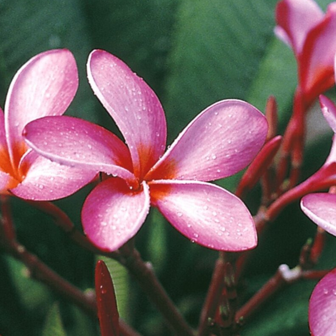 Plumeria [Plumeria spp.] Potted Starter Plant