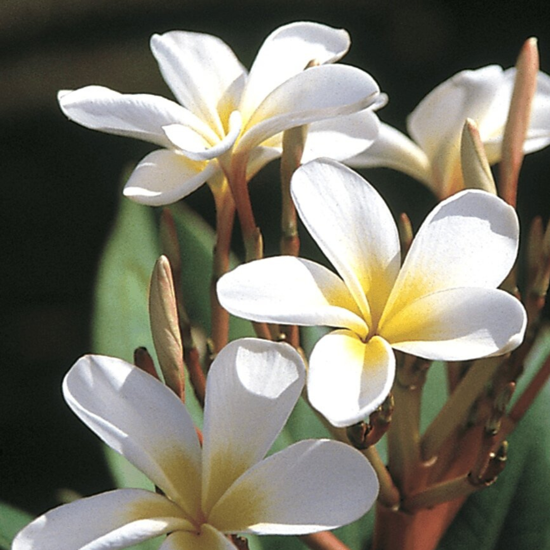 Plumeria [Plumeria spp.] Potted Starter Plant