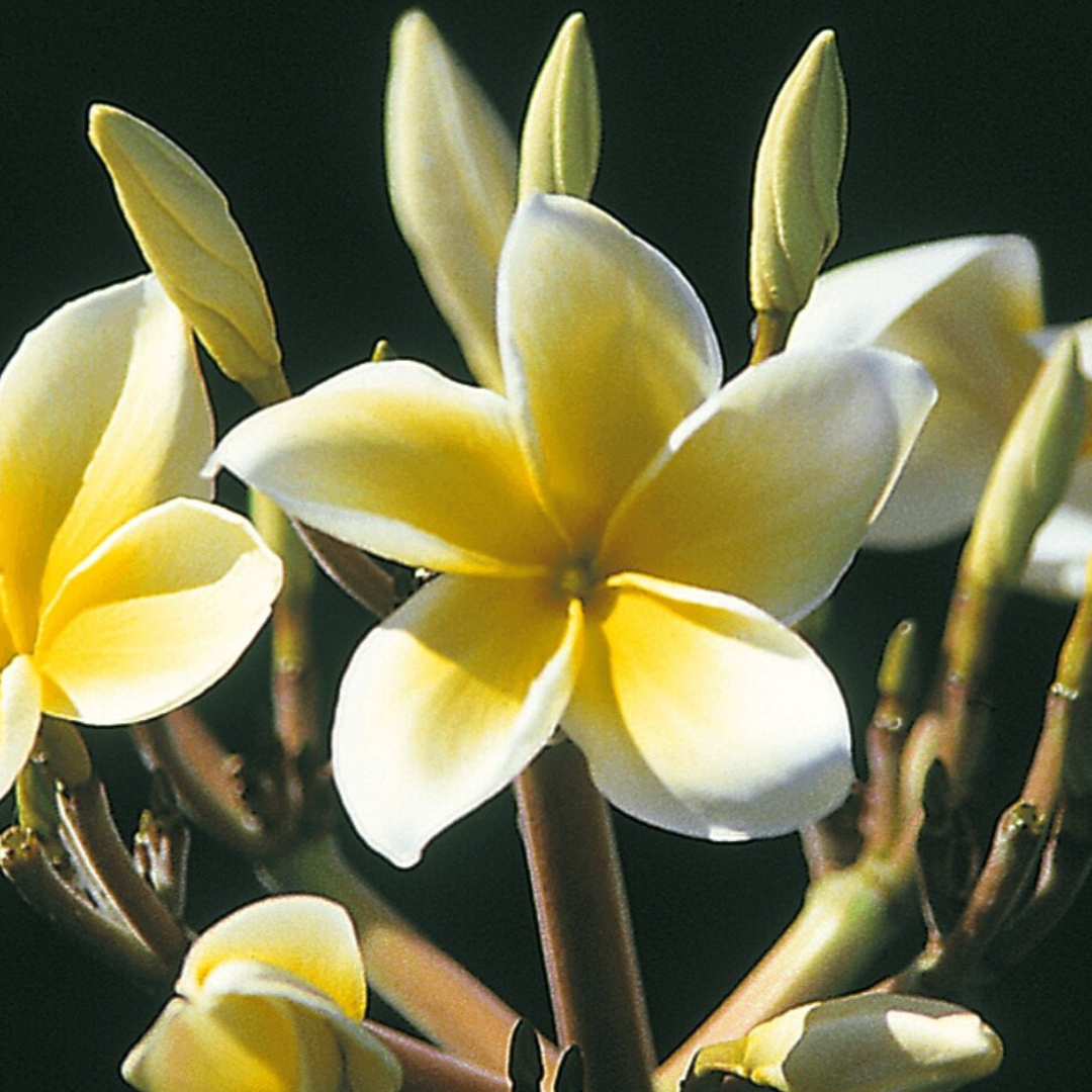 Plumeria [Plumeria spp.] Potted Starter Plant