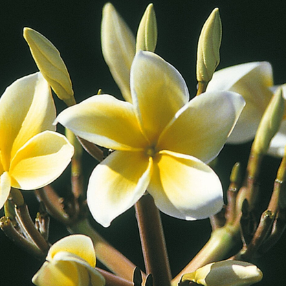 Plumeria [Plumeria spp.] Potted Starter Plant