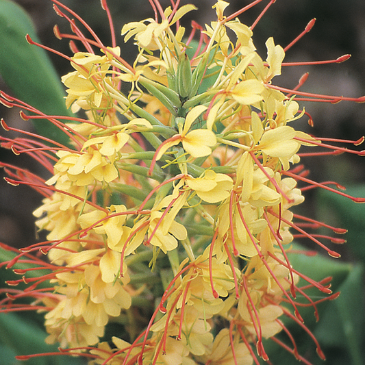 Close-up of a cluster of kahili ginger  flowers with red stamens against a blurred green background
