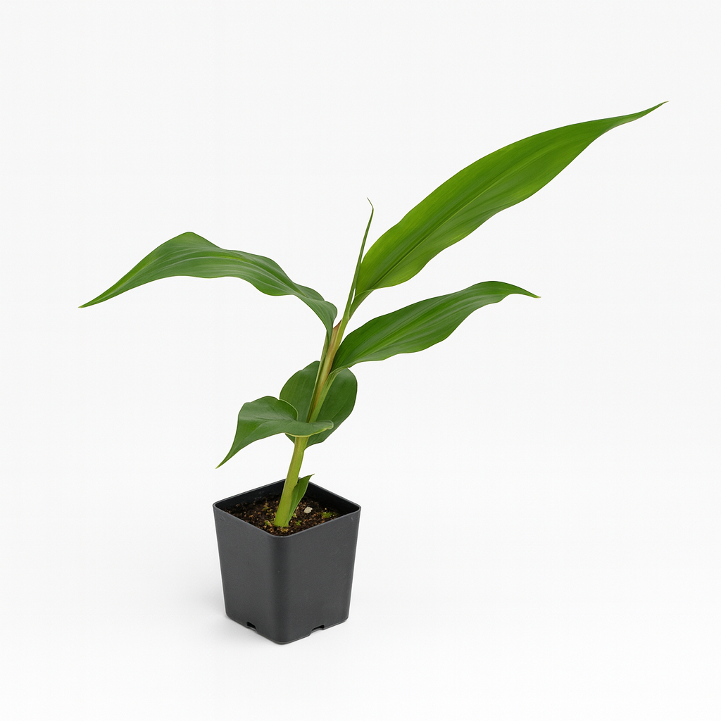 Kahili Ginger [Hedychium gardnerianum]