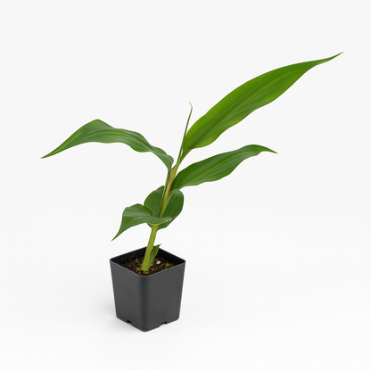 Kahili Ginger [Hedychium gardnerianum]