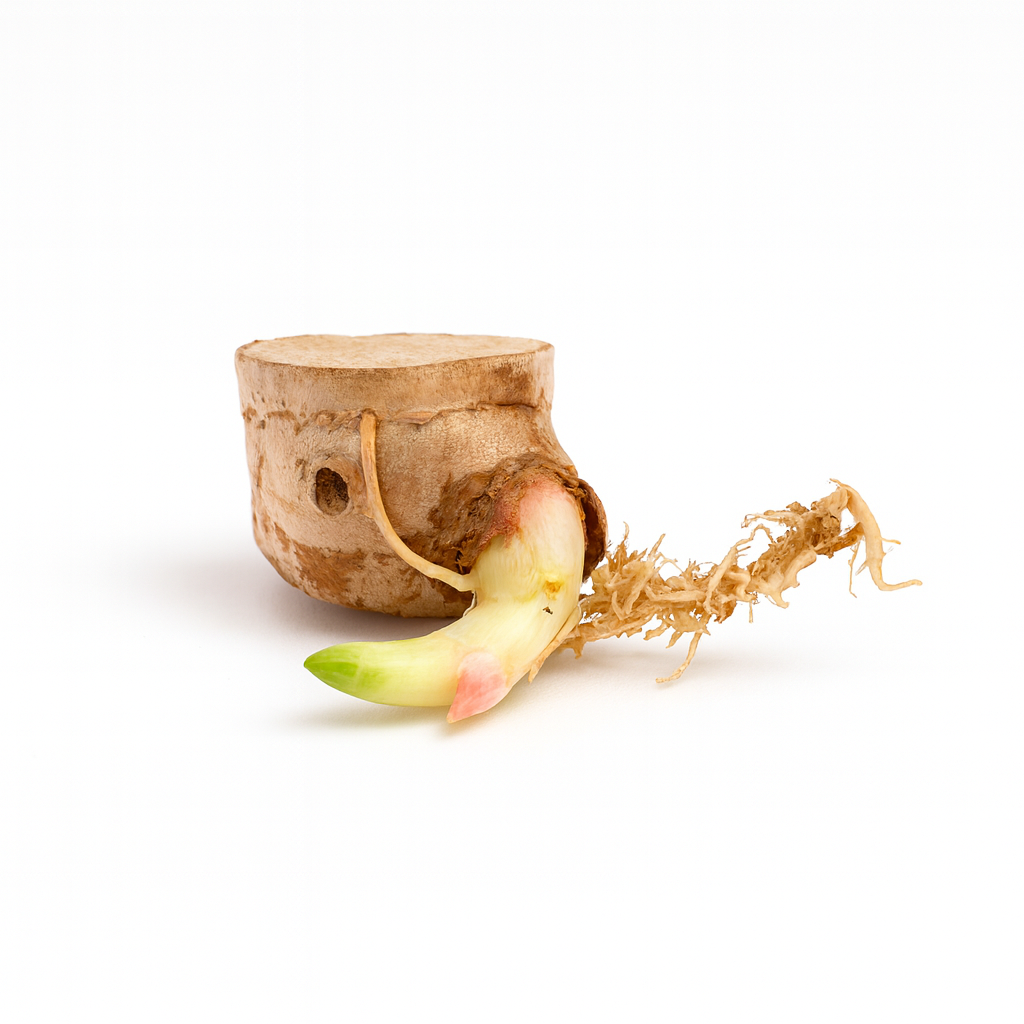 Kahili Ginger [Hedychium gardnerianum]