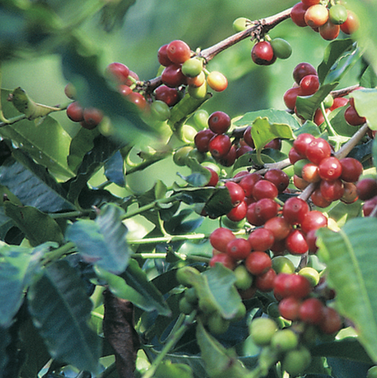 Coffee cherries on a tree branch with green leaves
