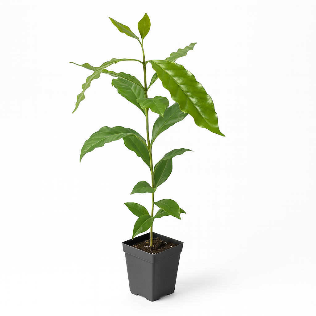 Kona Coffee [Coffea arabica]